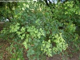 Image result for Searsia leptodictya