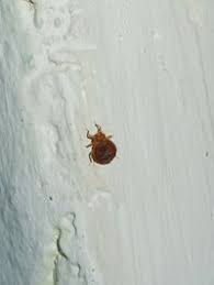 Image result for Cimex Lectularius L