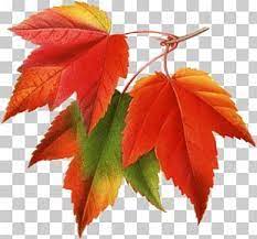 Canada Japanese Maple Red Maple Maple Leaf Png Japanese Maple Autumn Leaf Color Japanese Maple Tree