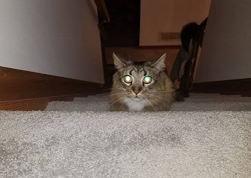 Why Do a Cat's Eyes Glow? | Hill's Pet