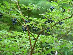 Image result for Vaccinium madagascariense