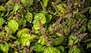 Huile Essentielle De Patchouli Doctissimo