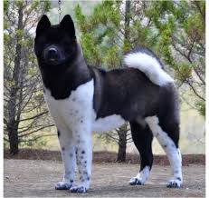 American akita dog breed description and characteristics. Females Mooncry American Akitas