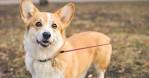 Medium Dog Breeds – American Kennel Club