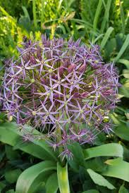 Zierlauch Allium In 2020 Bepflanzung Garten Landschaftsbau Zierlauch