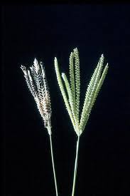 Image result for Chloris pilosa