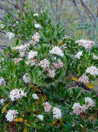 Image result for Pavetta