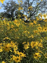 Image result for Helianthus angustifolius