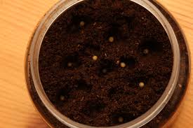 オオカブトの部屋 - ライブドアブログ