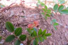 Image result for Indigofera adenoides
