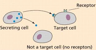 Examples of using target cell in a sentence and their translations. The Endocrine System