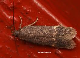 Image result for Bryotropha similis