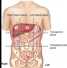 The human abdomen is divided into quadrants and regions by anatomists and physicians for the purposes of study, diagnosis, and treatment.12 the division into four quadrants allows the the nine regions offer more detailed anatomy and are delineated by two vertical and two horizontal lines. Anatomy Abdominal Regions Diagram Quizlet