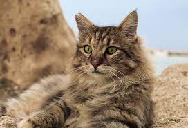 Search for domestic long hair rescue cats for adoption near brentwood, new hampshire. Domestic Longhair Cat Breeds Breed Information Mad Paws