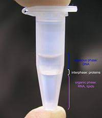 Phenol Chloroform Extraction Openwetware