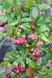 Resortmiles of private beach, tennis courts and walking trails. Plant Catalog Eugenia M Monterey Bay Spiral