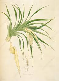 Image result for Pandanus odoratissimus