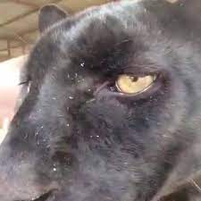 L'intenzione delle autorità è quella di catturarla in modo da portare lei e sui cuccioli in un posto sicuro. Finalmente Catturata La Pantera Che Da Laura Laccabadora