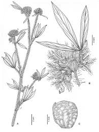 Image result for Stylosanthes