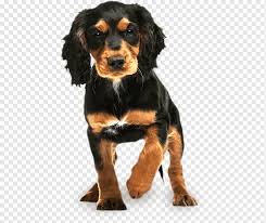 Many cocker spaniel owners take their new puppy's to agility classes while others simply want their cockers to be friendly family pets and choose to go choosing a collar for your pup should be done straight away. English Cocker Spaniel Rottweiler Puppy English Springer Spaniel Puppy Animals Carnivoran Pet Png Pngwing