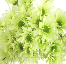 Maybe you would like to learn more about one of these? Pom Pom Chrysanthemum Pom Pom Flowers Flowers Near Me Bulk Flowers
