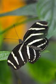 Big Black Bug With White Stripes White Stripes Beautiful Butterflies Types Of Butterflies Butterfly Flowers