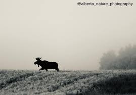 Raymond Martens (@alberta_nature_photography) • Instagram photos and videos