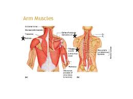 Muscles of the arm and forearm diagram, human muscles, muscles of the arm and forearm diagram. Muscle Tissue Skeletal Muscle Notes 3 Types Of