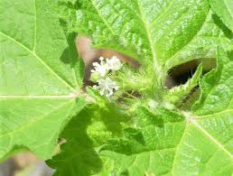 Image result for Croton hirtus