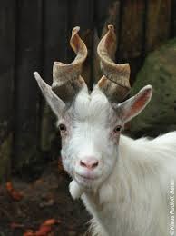 Girgentana Italy Rare Animals Funny Animals Large Animals