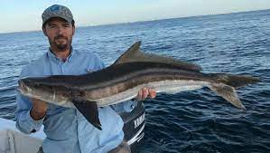 Outdoors Cobia The Real Chicken Of The Sea