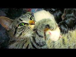 Cat Gives Birth To Pure White Kitten Positive Life Magazine Cute Kitten Gif White Kittens Kittens Cutest