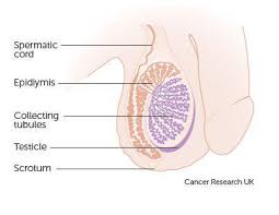 The first is a painless lump or swelling on either testicle. What Is Testicular Cancer Signs Symptoms Treatments And How To Check Your Testicles