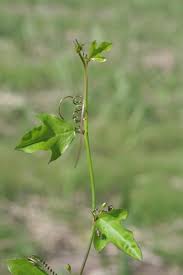 Image result for Passiflora suberosa