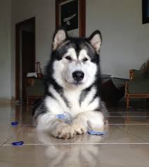 Pin By Paula Prasetya On Alaskan Malamute Malamute Husky Alaskan Malamute Dog Sledding