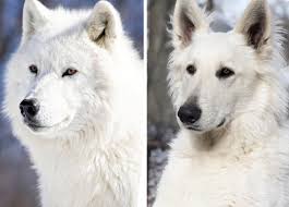 White Wolf Vs White German Shepherd Follow My Pawtner Kai Theaussieee Puppy Puppylove W White German Shepherd White Puppies German Shepherd Puppies