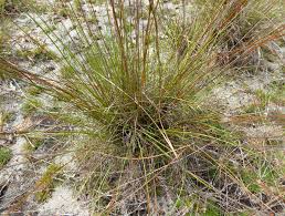 Image result for Xyridaceae