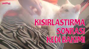 kedilerde kisirlastirma sonrasi dikkat edilmesi gerekenler youtube