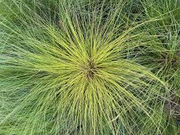 Image result for Sporobolus