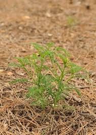 Image result for Carrichtera annua