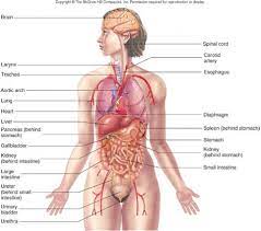 The condition can result from gallstone disease, the most. Building Dna Gizmo Worksheet Answers Building Dna Gizmo Pdf Assignment A2 3 Building Dna Log Some Of The Worksheets Displayed Are Student Exploration Stoichiometry Work Answers Epub Exploration Stoichiometry Answers