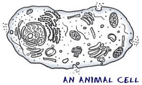 Hang it in your classroom or have students glue it into their notebook. Cell Structure Interactive Worksheet By Denise Ridgway Wizer Me