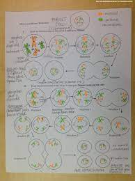 It involves two rounds of division that ultimately result in four cells with only one copy of each chromosome (haploid). What Cells Undergo Mitosis Learn Lif Co Id