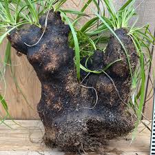 Image result for Xerophyta trichophylla