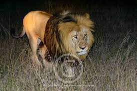 Maybe you would like to learn more about one of these? Lion Panthera Leo Melanochaita South Africa Porth Elisabeth Schotia Safaris Private Game Reserve Park Underwater Photos Of The World By Wolfgang Poelzer