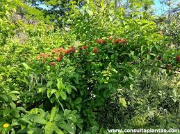Image result for Combretum holstii
