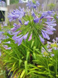 Image result for Agapanthus africanus
