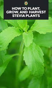 Growing Stevia How To Plant Grow And Harvest Stevia Plants Growing Stevia Stevia Plant Growing Vegetables