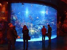 Silverton Aquarium Las Vegas 2018 All You Need To Know Before You Go With Photos Tripadvisor Aquarium Las Vegas Las Vegas Trip Advisor