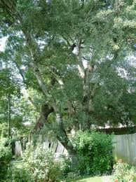 Carya glabra (mill.) sweet orzesznik nagi wsch. Topola Biala